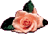 roseapricot.gif