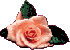 roseapricot1.gif