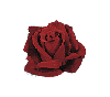 rosebluete.gif