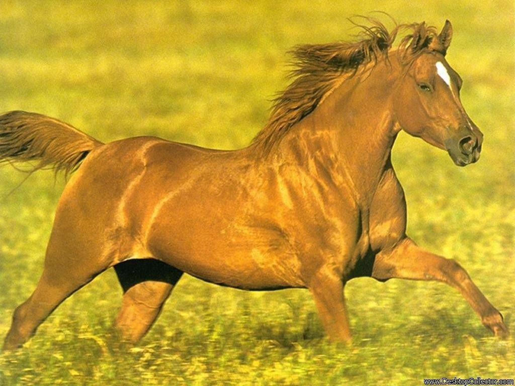 ../Images/Horse.jpg